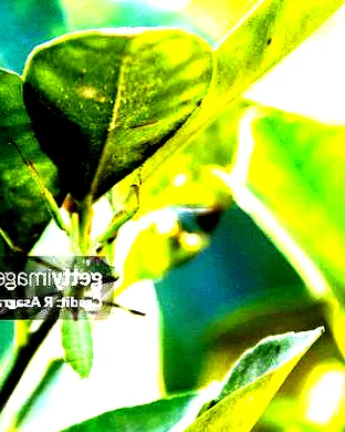 The Downside with Gianmarco Soresi & Russell Daniels